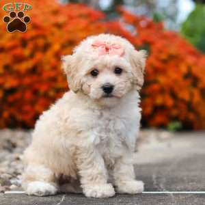 Poppy, Bich-Poo Puppy